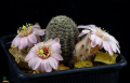 Rebutia canacruzensis 29.jpg