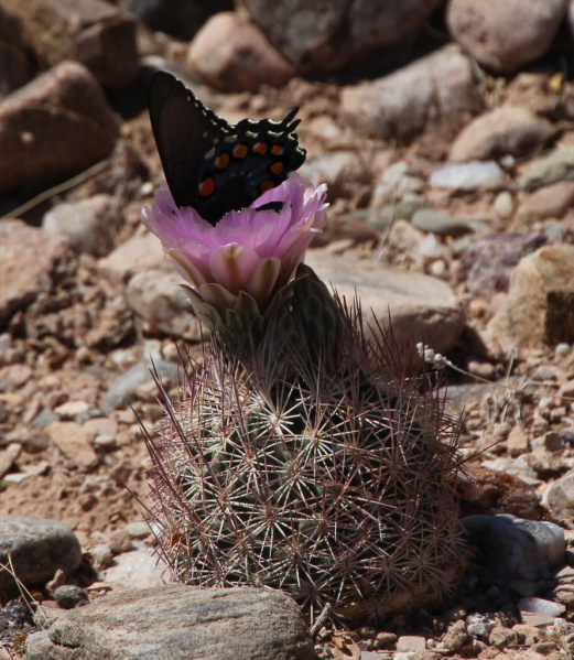 Файл:Sclerocactus erectocentrus 1.jpg