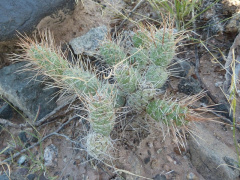 Tephrocactus weberi 97.JPG