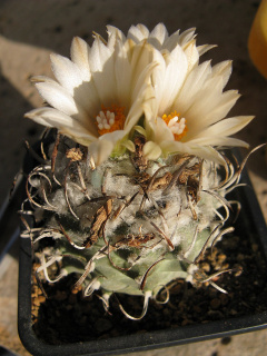 Turbinicarpus schmiedikeanus 5.jpg