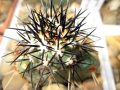 Copiapoa calderana ssp. calderana