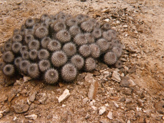 Copiapoa grandiflora.jpg