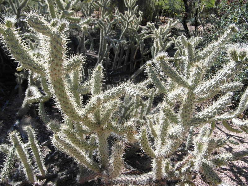 Файл:Cylindropuntia alcahes 5.jpg