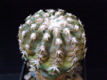 Discocactus hartmannii