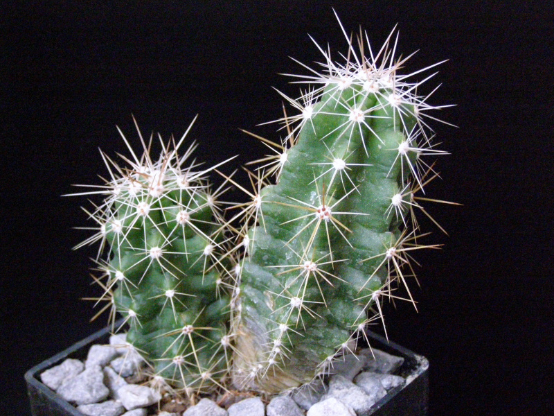 Файл:Echinocereus pentalophus ssp. pentalophus.JPG