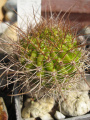 Echinopsis mammilosa var.flexilis