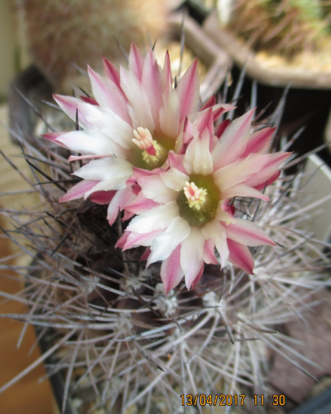 Файл:Eriosyce confinis 3.JPG