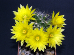 Mammillaria baumii.JPG