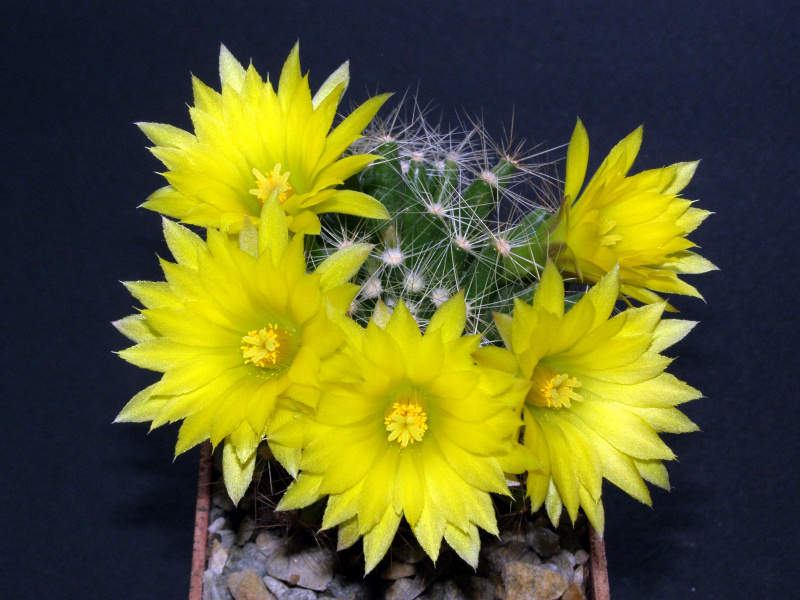 Файл:Mammillaria baumii.JPG