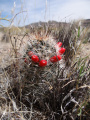 Mammillaria tetrancistra