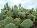 Opuntia quimilo