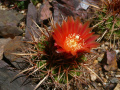 Parodia maassii 3.jpg