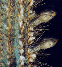 Pilosocereus flaxibilispinus 1.jpg