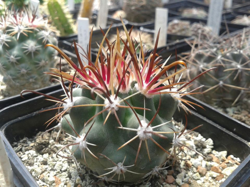 Файл:Scl. parviflorus.jpg