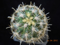 Sclerocactus scheeri 2 Neli.jpg