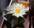 Astrophytum myriostigma subvar. nudum