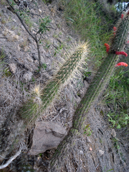 Файл:Cleistocactus baumannii baumanii 2.jpg