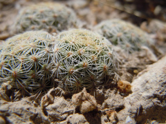 Coryphantha recurvata ssp. recurvata h2.jpg