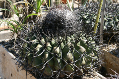 Discocactus diersianus.JPG