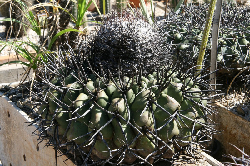 Файл:Discocactus diersianus.JPG