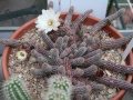 Echinopsis chamaecereus
