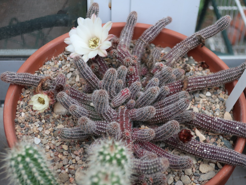 Файл:Echinopsis chamaecereus 3.JPG