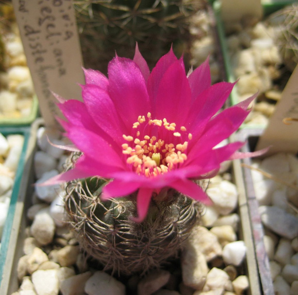 Файл:Echinopsis tiegeliana var.distefanoiana.jpg