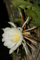 Epiphyllum thomasianum