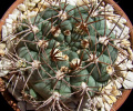 Gymnocalycium kroenleinii 1.jpg