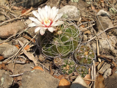 Gymnocalycium paraguayense 2.JPG