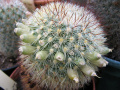 Mammillaria densispina 2.jpg