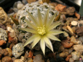 Mammillaria duwei1.jpg