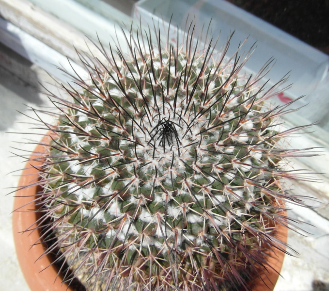 Файл:Mammillaria wagneriana 5.JPG