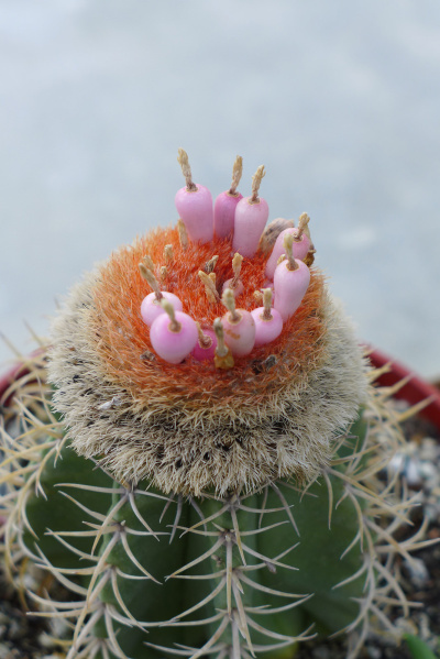Файл:Melocactus matanzanus 2.jpg