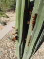 Pachycereus marginatus