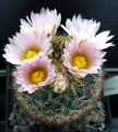 Pediocactus simpsonii v. minor SB 930