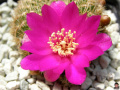 Rebutia mentosa ssp. mentosa 1.jpg