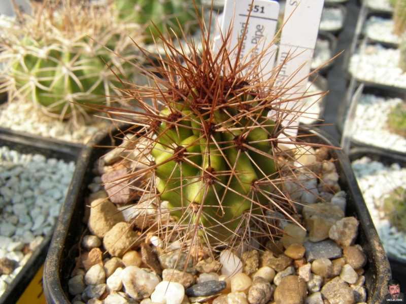 Файл:Stenocereus thurberi.jpg