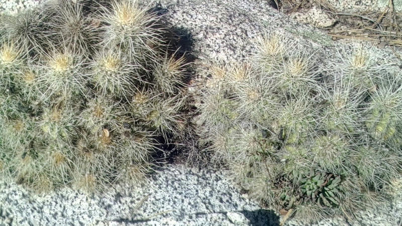 Файл:Echinocereus mombergerianus 0.jpeg