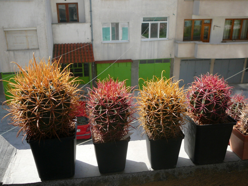 Файл:Ferocactus chrysacanhtus 13.jpg