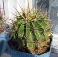 Ferocactus histrix.jpg