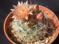Mammillaria barbata 8.jpg