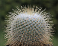Mammillaria dixanthocentron P325.jpg