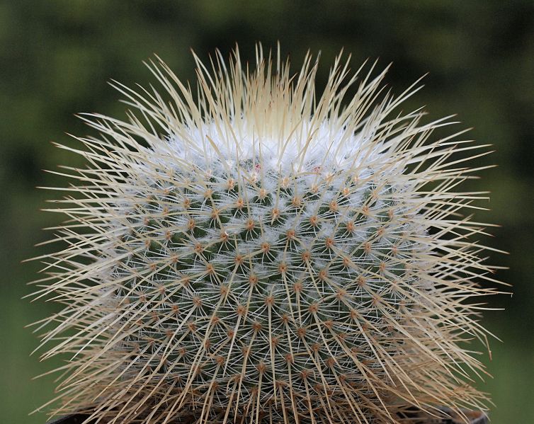 Файл:Mammillaria dixanthocentron P325.jpg