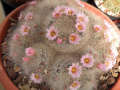 Mammillaria glassii v. nominis-dulcis L 1186
