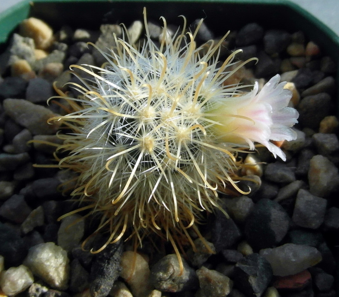 Файл:Mammillaria moelleriana 3.JPG