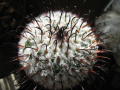 Mammillaria perezdelarosae 1.jpg