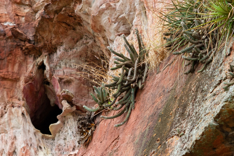 Файл:Pilosocereus pusillibaccatus 2.jpg