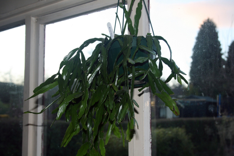 Файл:Rhipsalis micrantha 0.jpg