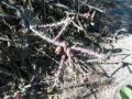 Cylindropuntia kleiniae 27.JPG